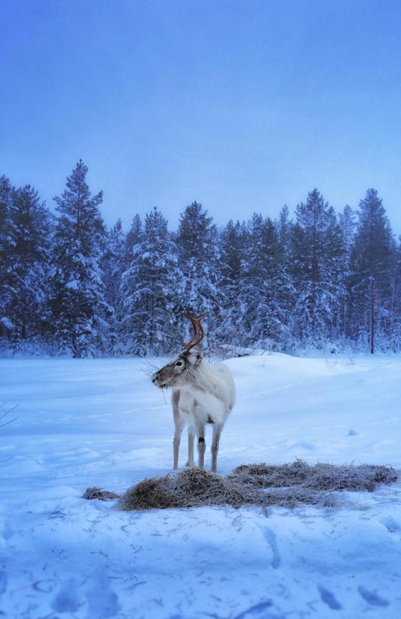 Cozy Stuga - Mountain View Ramsele Zewnętrze zdjęcie