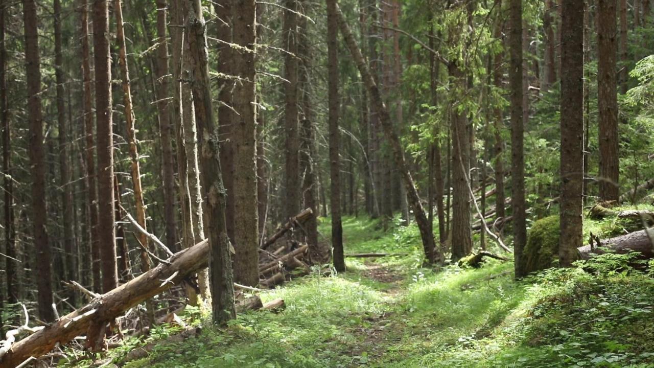 Cozy Stuga - Mountain View Ramsele Zewnętrze zdjęcie