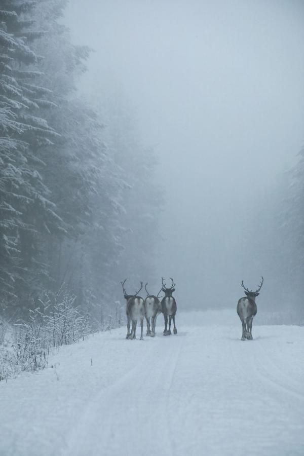 Cozy Stuga - Mountain View Ramsele Zewnętrze zdjęcie