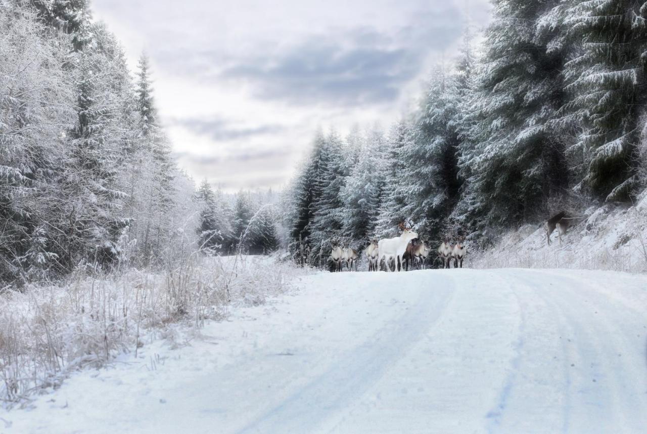 Cozy Stuga - Mountain View Ramsele Zewnętrze zdjęcie